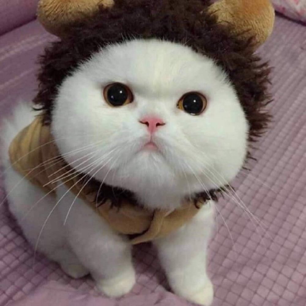 Meet your Posher, Vasu